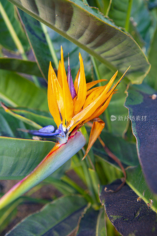 天堂之鸟(Strelitzia reginae)覆盖在灰烬中，Cumbre vieja火山喷发，拉帕尔马，2021。加那利群岛